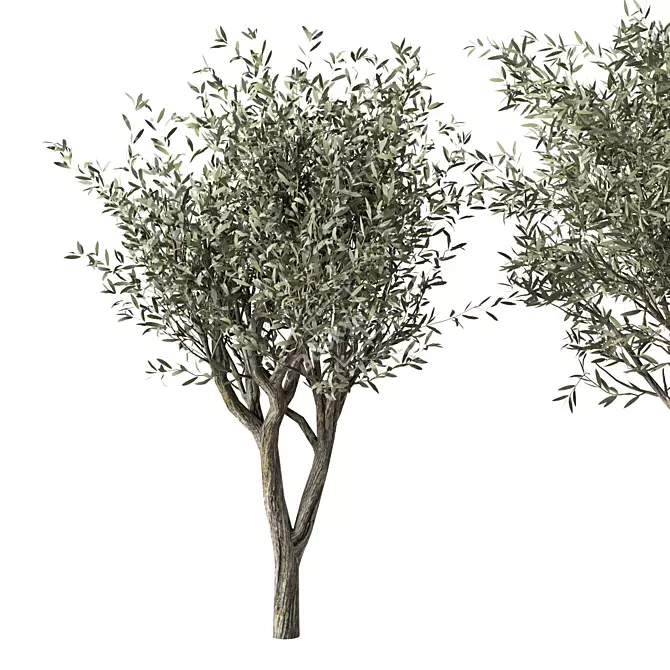 Majestic Olive Tree Sculpture 3D model image 3