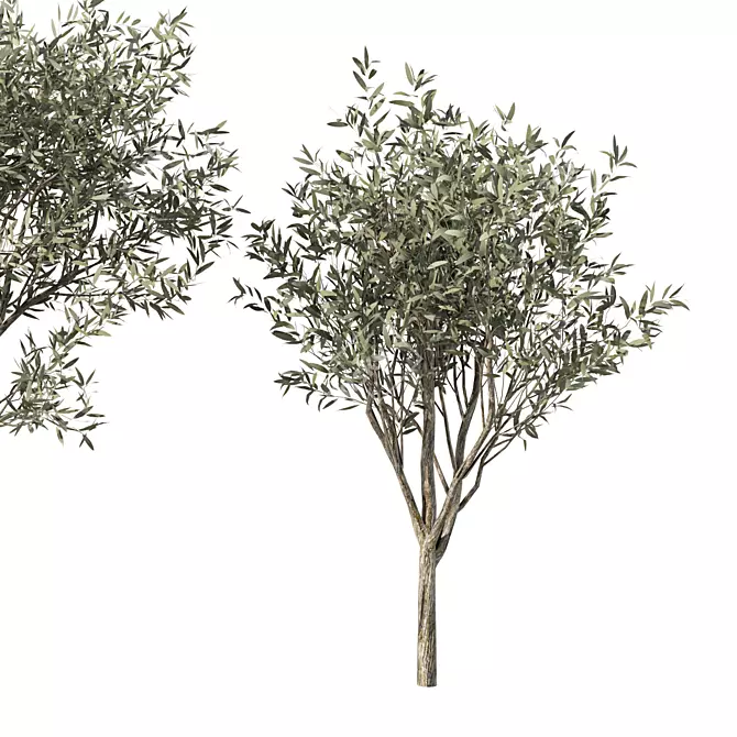 Majestic Olive Tree Sculpture 3D model image 4