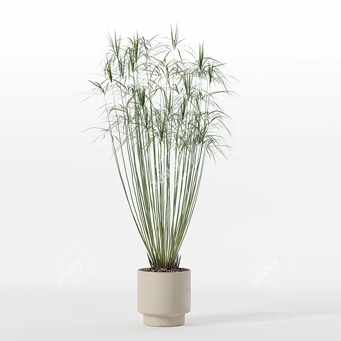 Modern Cyperus Papyrus Plant Pot 3D model image 7