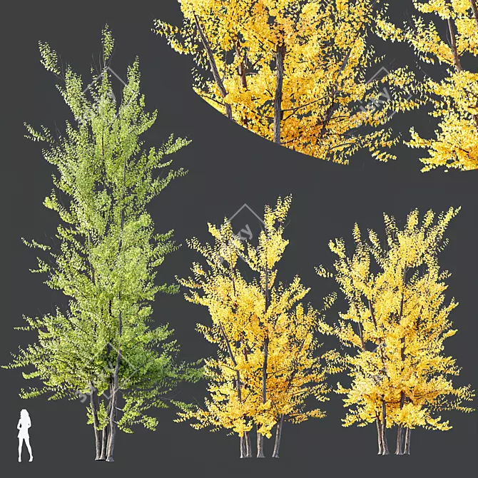 Hybrid Freeman Maple 3D Models 3D model image 4