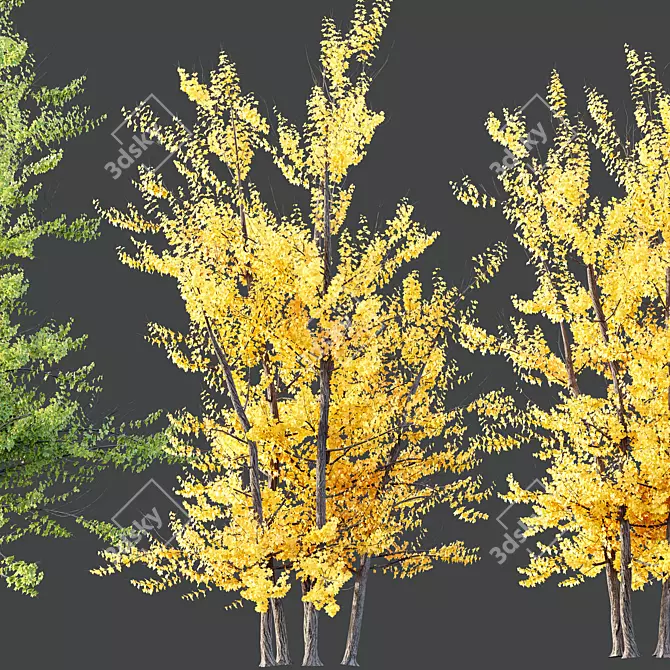 Hybrid Freeman Maple 3D Models 3D model image 5