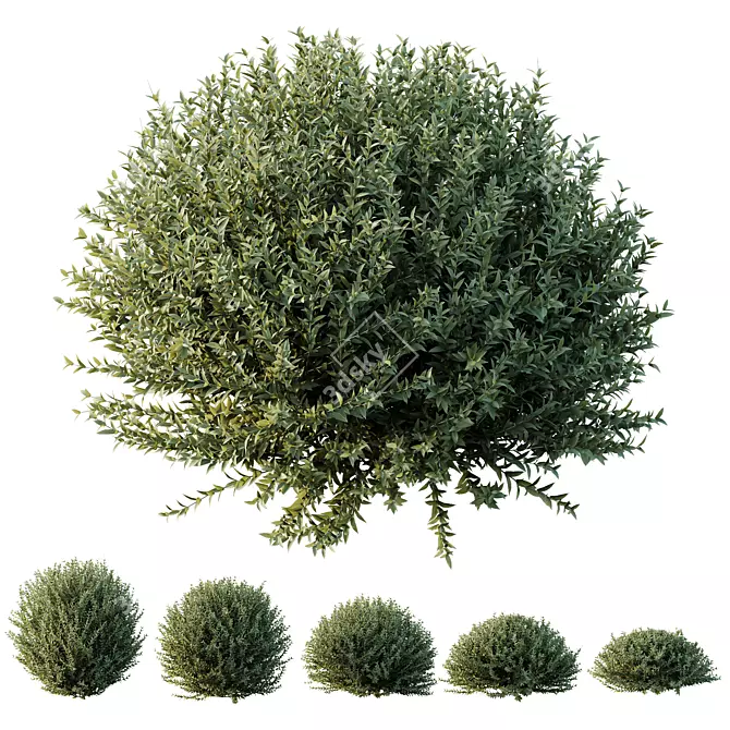 Dwarf Coastal Rosemary Set02 Greenery 3D model image 1
