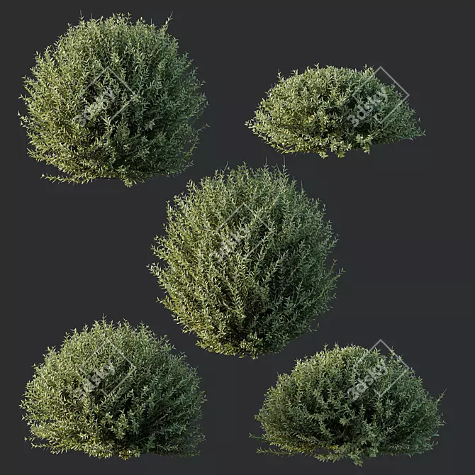 Dwarf Coastal Rosemary Set02 Greenery 3D model image 2