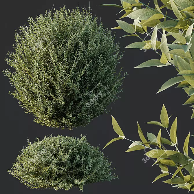 Dwarf Coastal Rosemary Set02 Greenery 3D model image 3