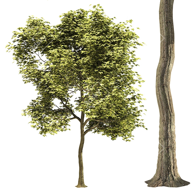 Millimeter Maple Tree 3D Model 3D model image 2