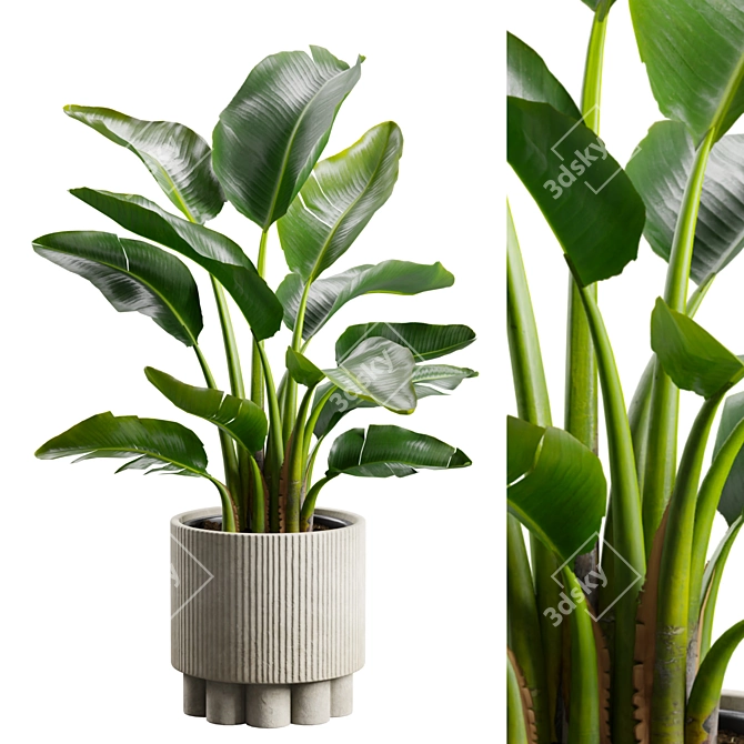 Tropical Strelitzia Houseplant Decor 3D model image 1