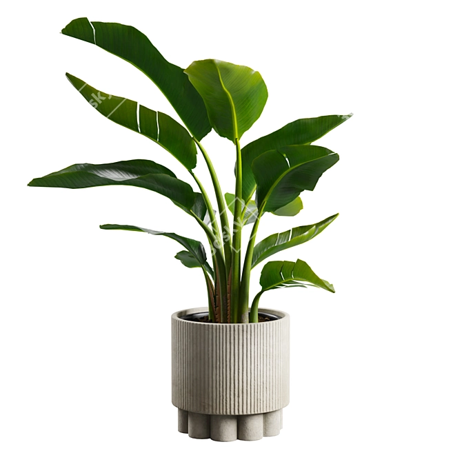 Tropical Strelitzia Houseplant Decor 3D model image 4