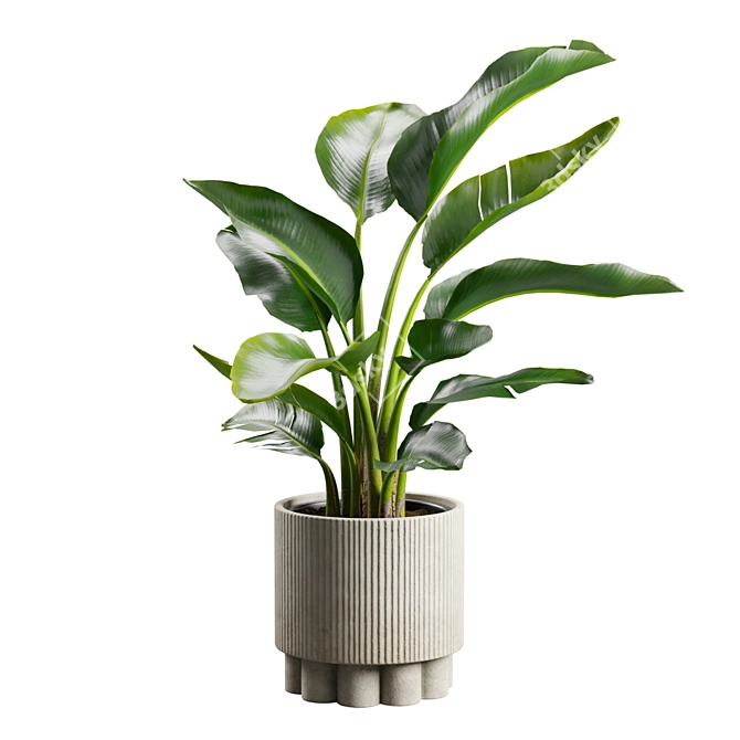 Tropical Strelitzia Houseplant Decor 3D model image 7