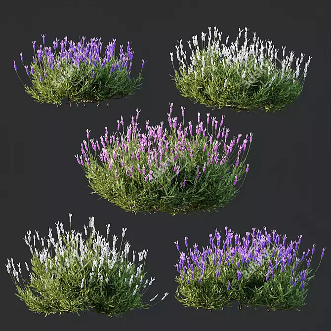 Lavandula Atlantica 3D Plant Models 3D model image 3