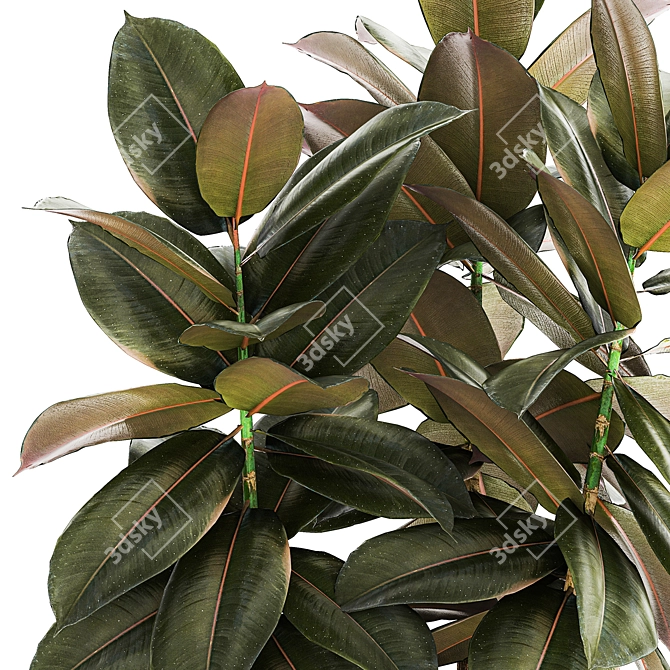 Modern Ficus Tree Collection 1466 3D model image 2