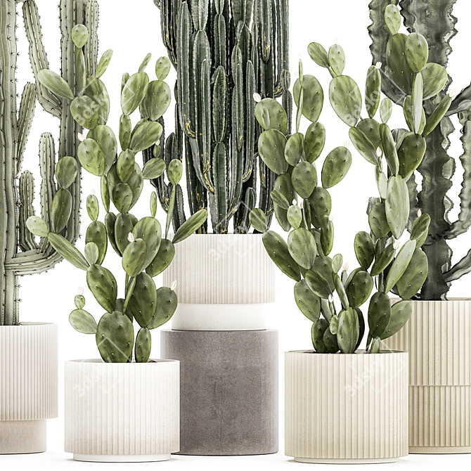 Desert Cactus Collection 1468 3D model image 3