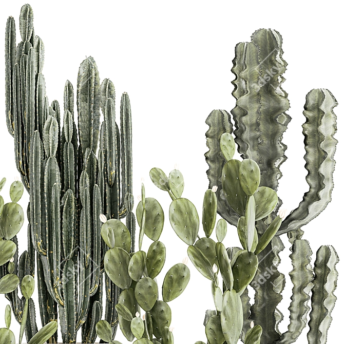 Desert Cactus Collection 1468 3D model image 4