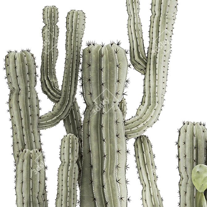 Desert Cactus Collection 1468 3D model image 5