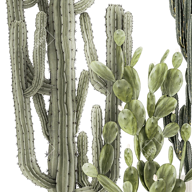 Desert Cactus Collection 1468 3D model image 6