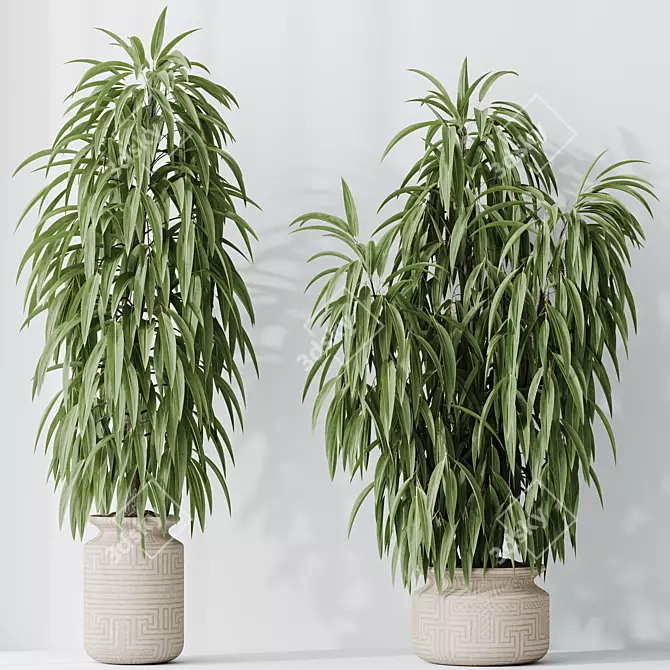 Braided Ficus Alii Houseplant Set 3D model image 2