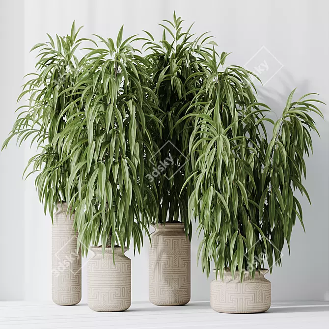 Braided Ficus Alii Houseplant Set 3D model image 4