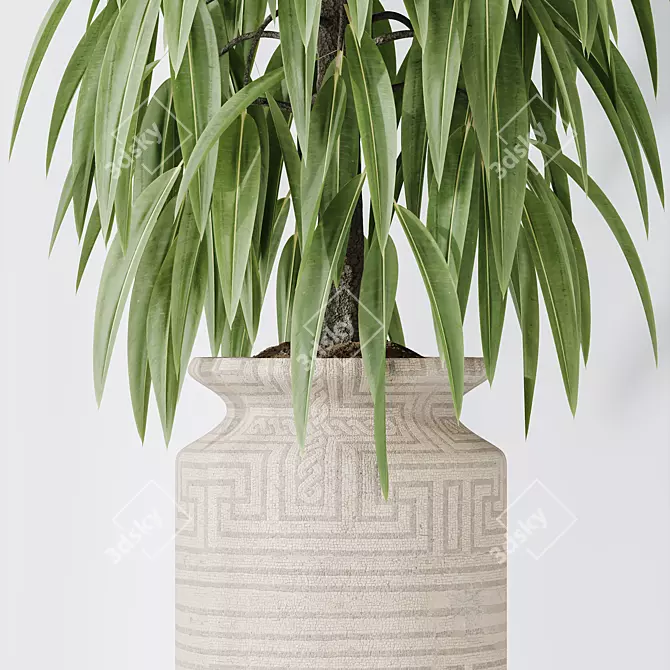 Braided Ficus Alii Houseplant Set 3D model image 5