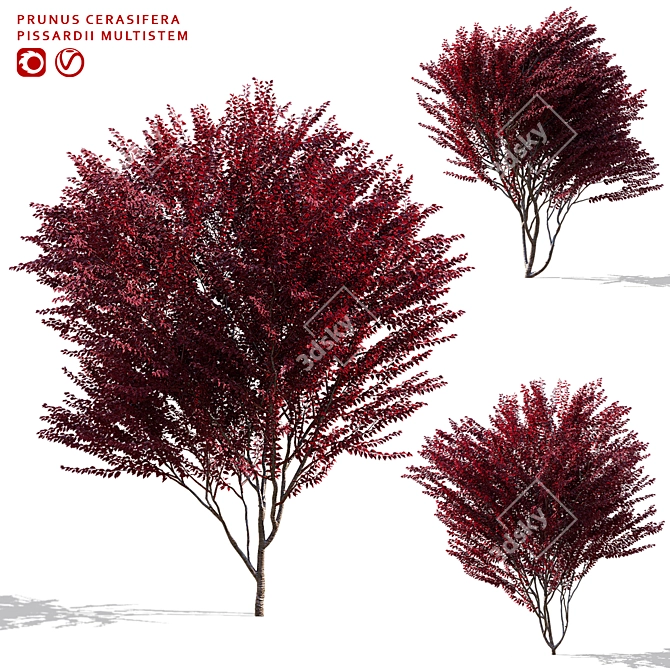 Prunus Cerasifera Pissardi Set 3D model image 1