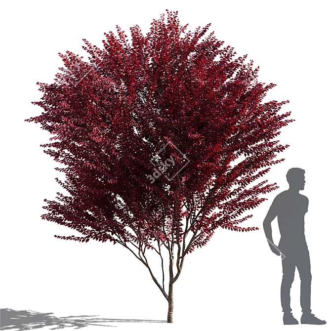 Prunus Cerasifera Pissardi Set 3D model image 2