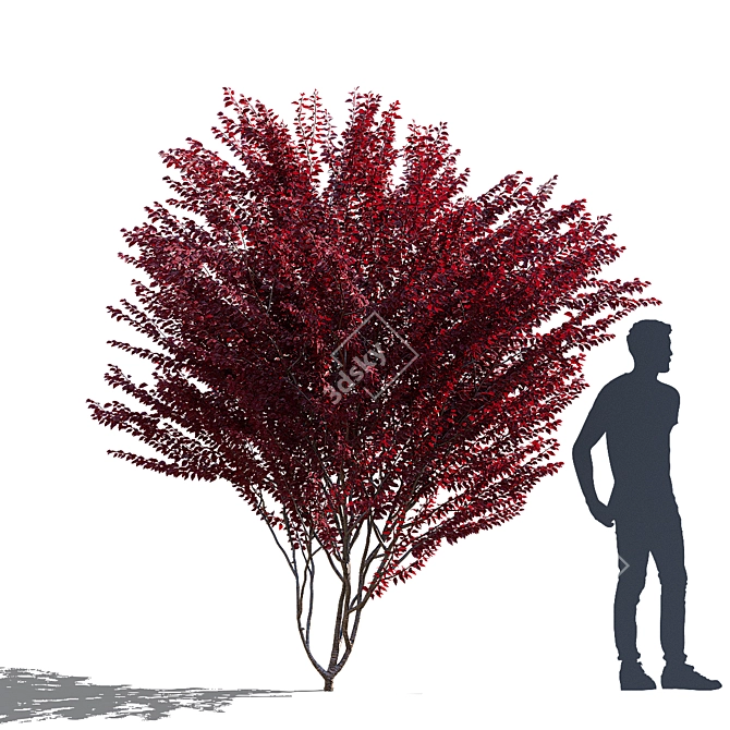 Prunus Cerasifera Pissardi Set 3D model image 3