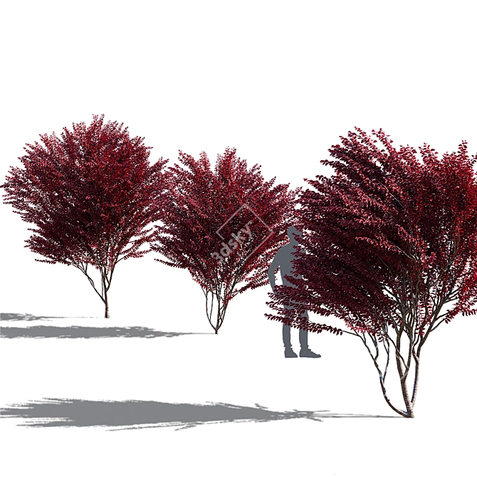 Prunus Cerasifera Pissardi Set 3D model image 5