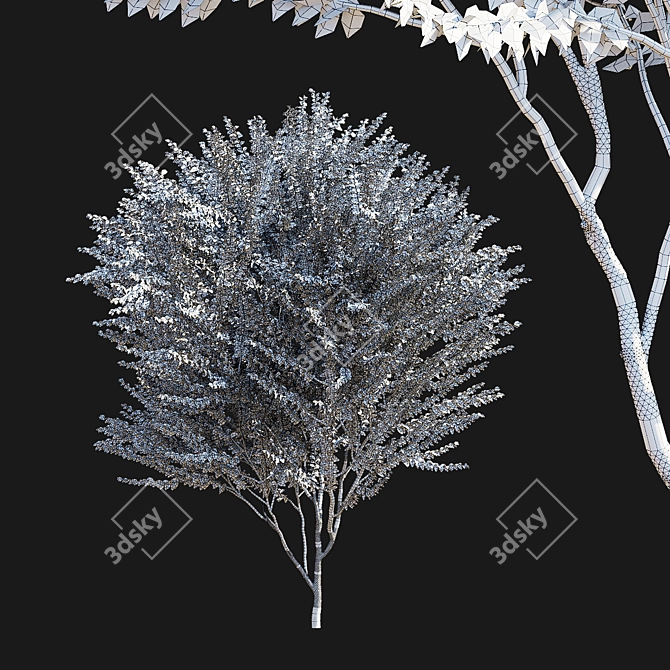 Prunus Cerasifera Pissardi Set 3D model image 6