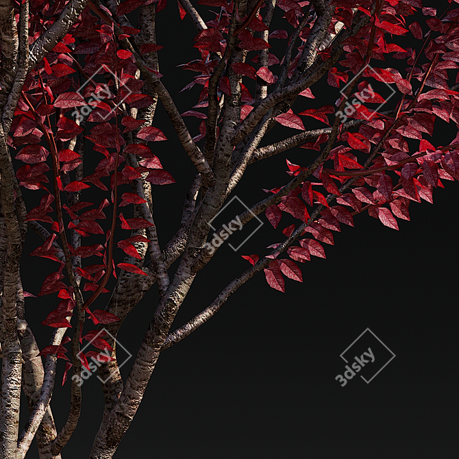 Prunus Cerasifera Pissardi Set 3D model image 7