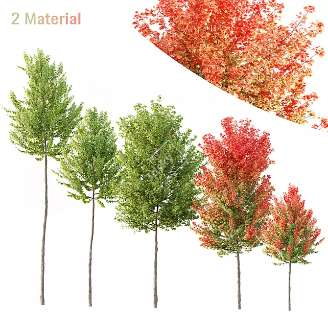 Maple Sapindaceae 3D Models Collection 3D model image 1