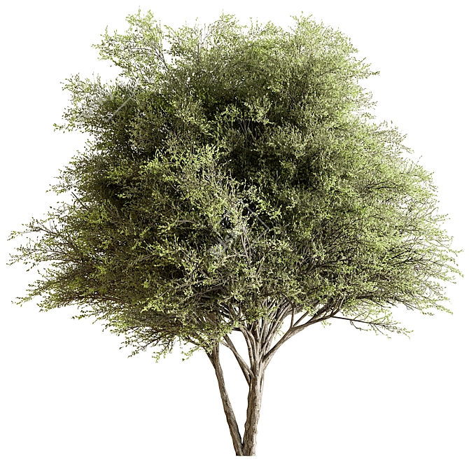 Fruity Fig Tree Mix 3D model image 1