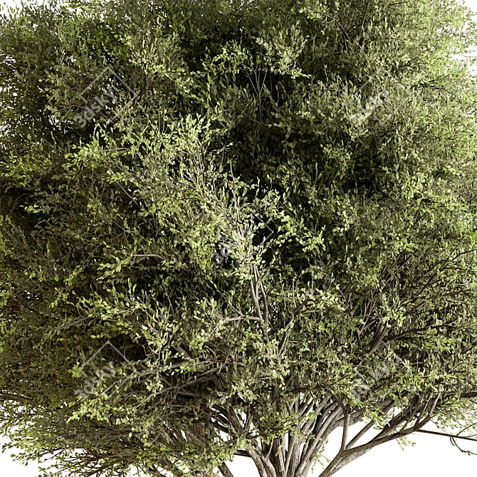Fruity Fig Tree Mix 3D model image 2