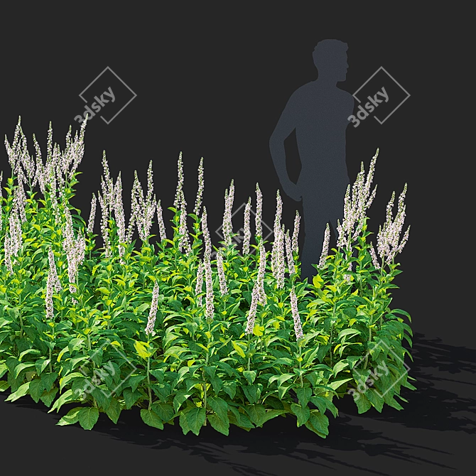 Verbascum White Flower Collection 3D model image 2