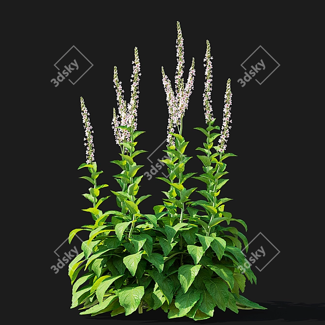 Verbascum White Flower Collection 3D model image 5