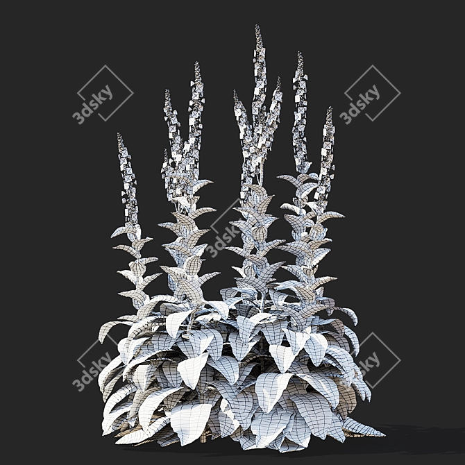 Verbascum White Flower Collection 3D model image 6