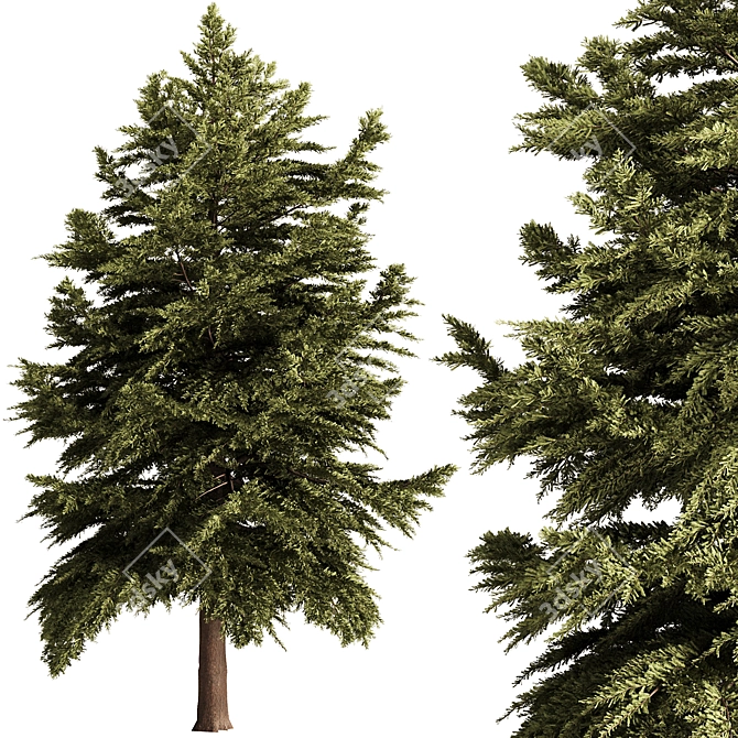 Pine Tree Conifer 2016 Model 3D model image 1