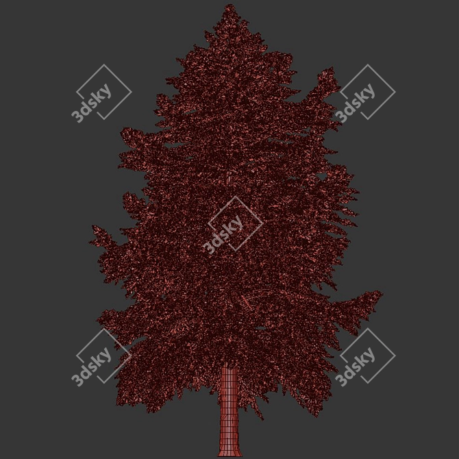 Pine Tree Conifer 2016 Model 3D model image 3