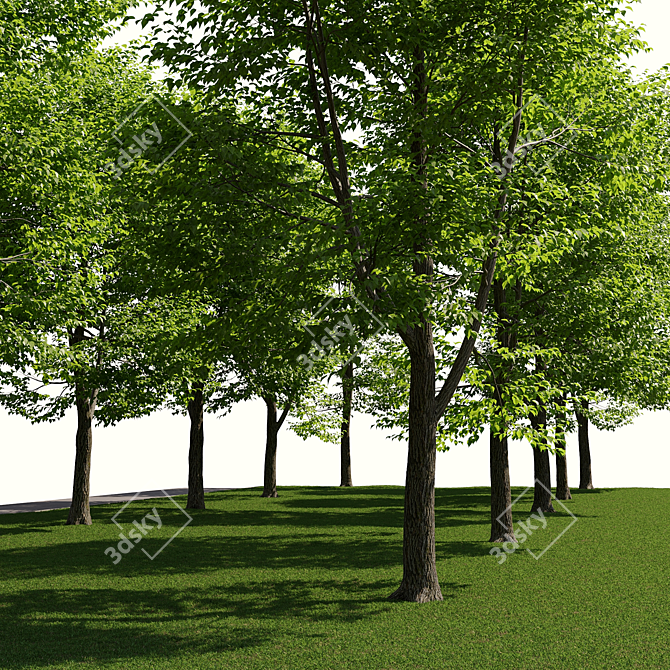 Urban Landscape Toolkit: Asphalt & Trees 3D model image 5