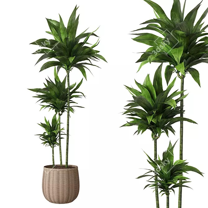 Elegant Indoor Aspidistra Plant 3D model image 1