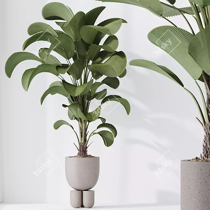 Exotic Licuala Grandis Palm Set 3D model image 3