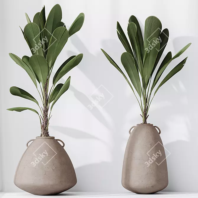 Exotic Licuala Grandis Palm Set 3D model image 2