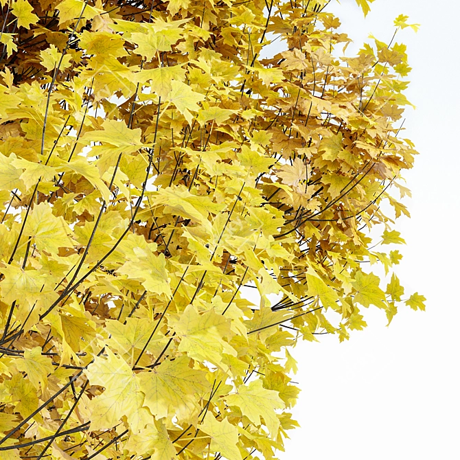  Maple Sapindaceae & Acer Saccharinum Models 3D model image 2