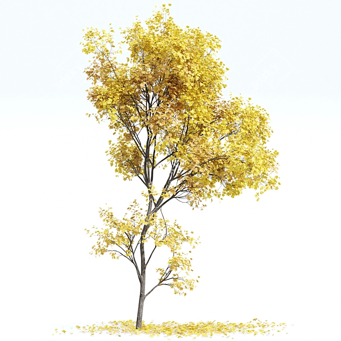  Maple Sapindaceae & Acer Saccharinum Models 3D model image 4