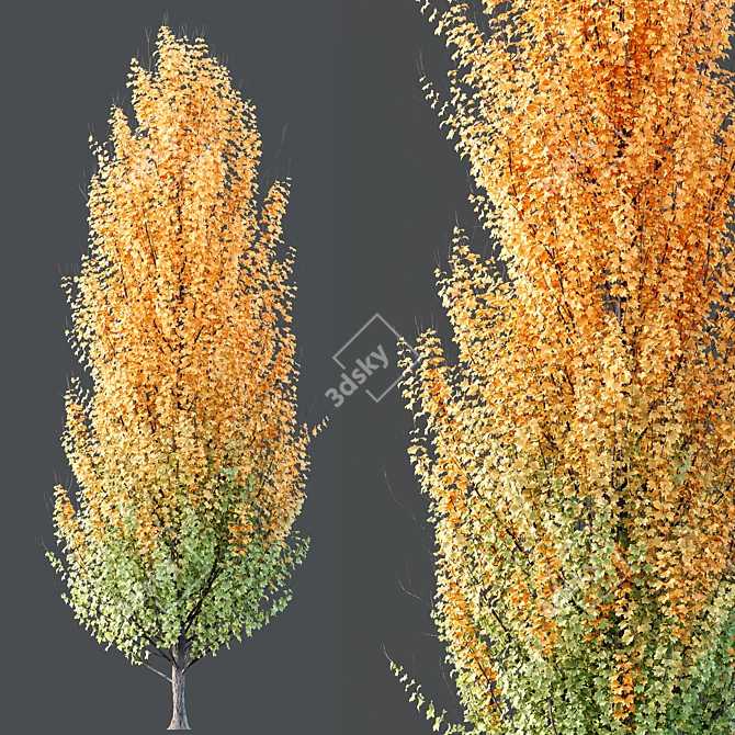 Maple Sapindaceae & Acer Saccharinum Models 3D model image 5