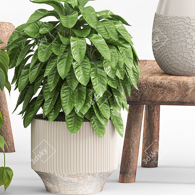 Natural Indoor Plants on Table 3D model image 3