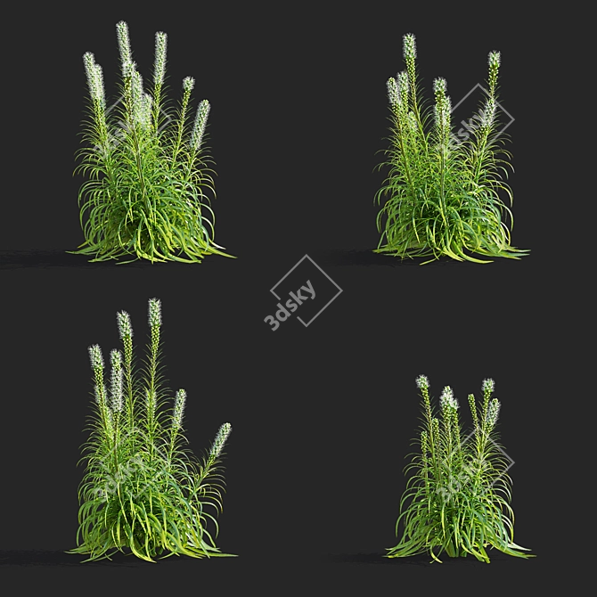 White Liatris Flowers Collection 3D model image 2