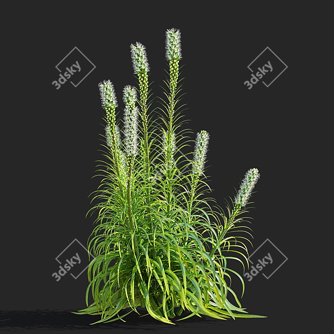 White Liatris Flowers Collection 3D model image 6