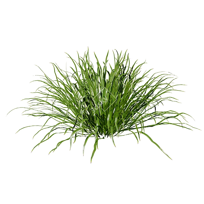 Seasonal Dwarf Mondo Grass Pack 3D model image 2