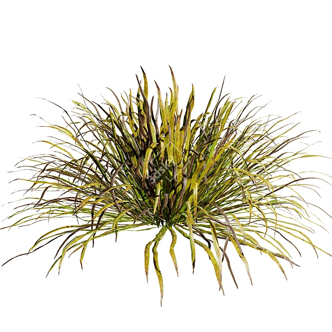 Seasonal Dwarf Mondo Grass Pack 3D model image 4