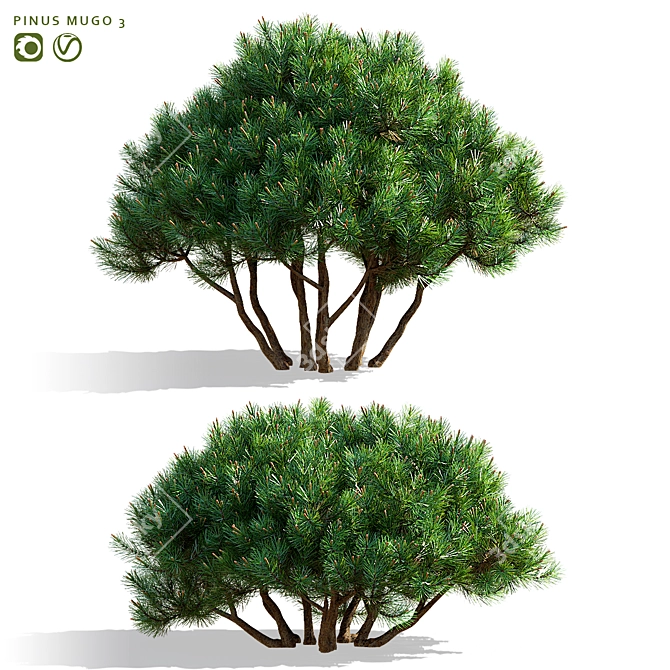 Mountain Pine 3D Model Bundle 3D model image 1