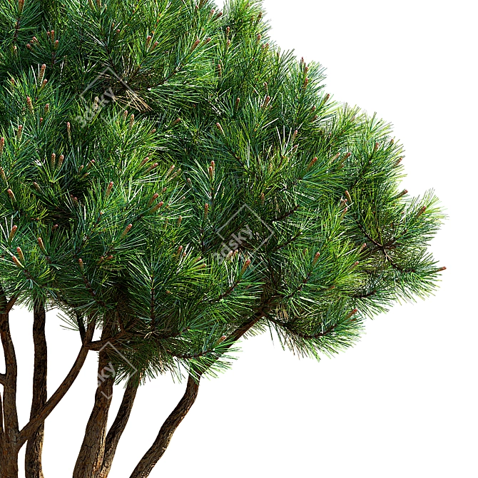 Mountain Pine 3D Model Bundle 3D model image 2