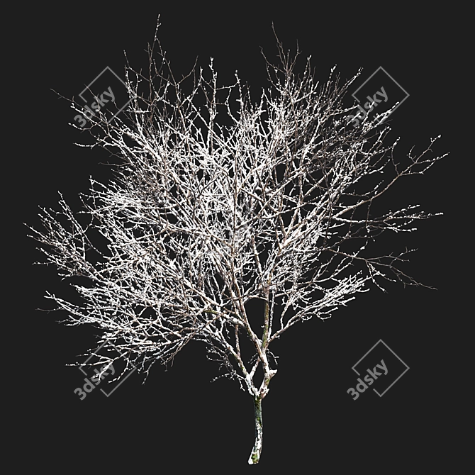 Green Ash 3D Tree Model 3D model image 2